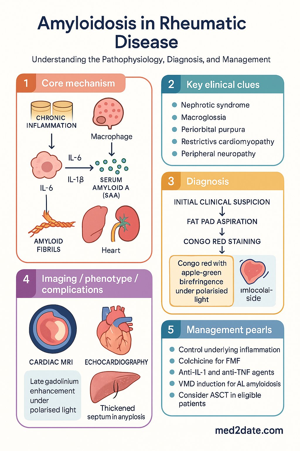 Amyloidosis in Rheumatic Disease clinical infographic — pathophysiology, clinical clues, diagnosis, imaging, and management