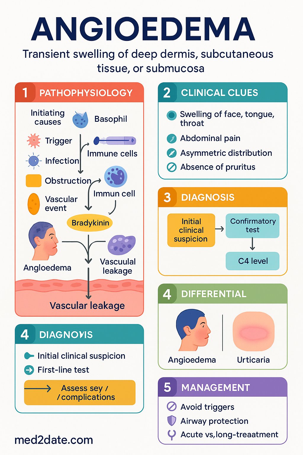 Angioedema clinical infographic — pathophysiology, clinical clues, diagnosis, imaging, and management