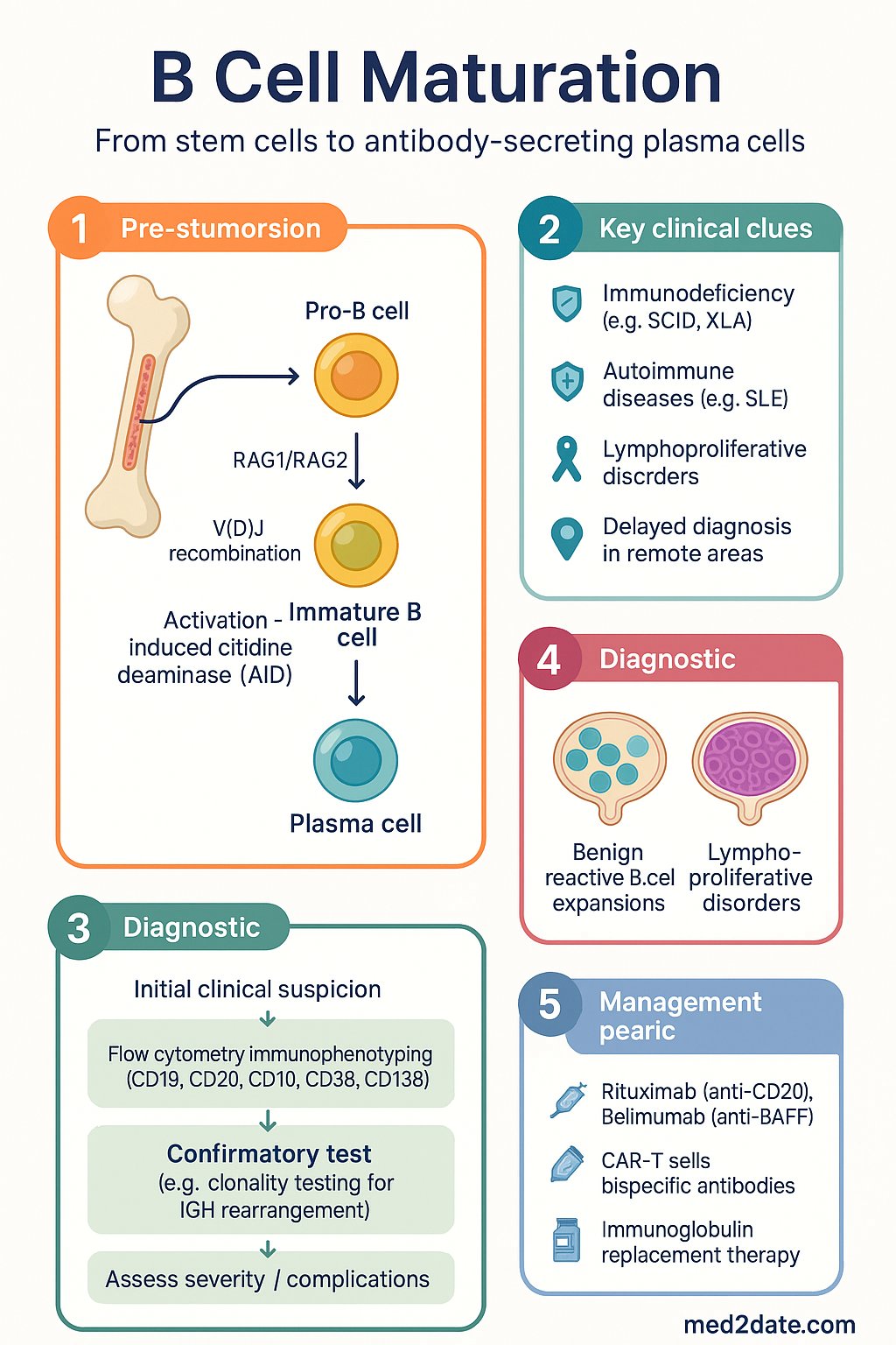 B Cell Maturation clinical infographic — pathophysiology, clinical clues, diagnosis, imaging, and management
