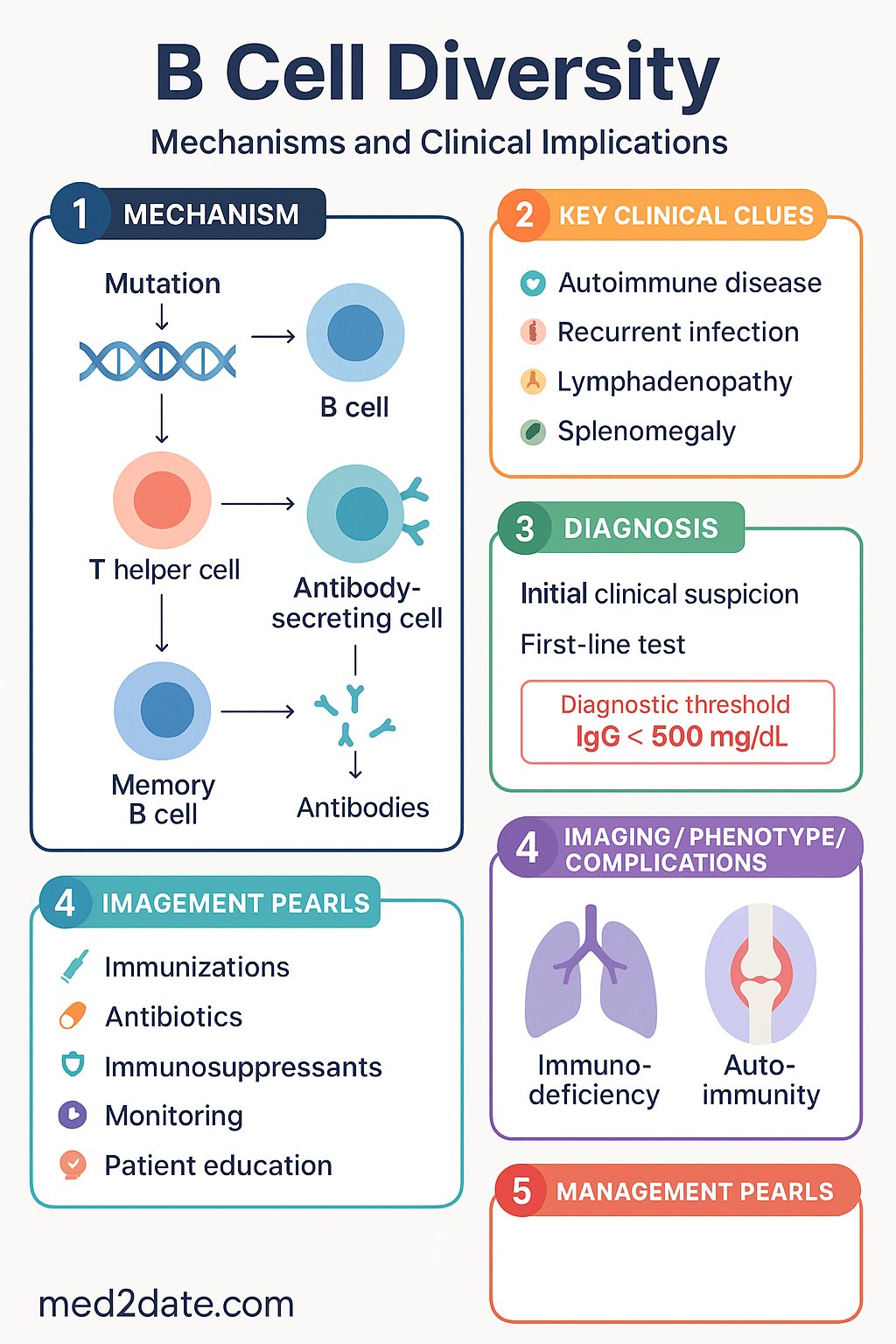 B Cells Diversity clinical infographic — pathophysiology, clinical clues, diagnosis, imaging, and management