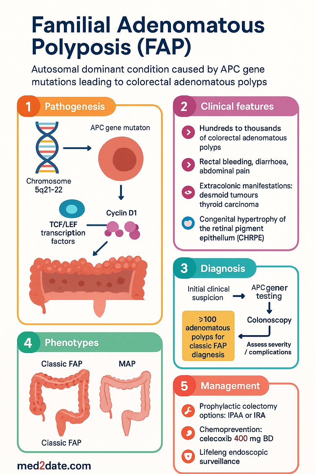 Familial Adenomatous Polyposis (FAP) clinical infographic — pathophysiology, clinical clues, diagnosis, imaging, and management