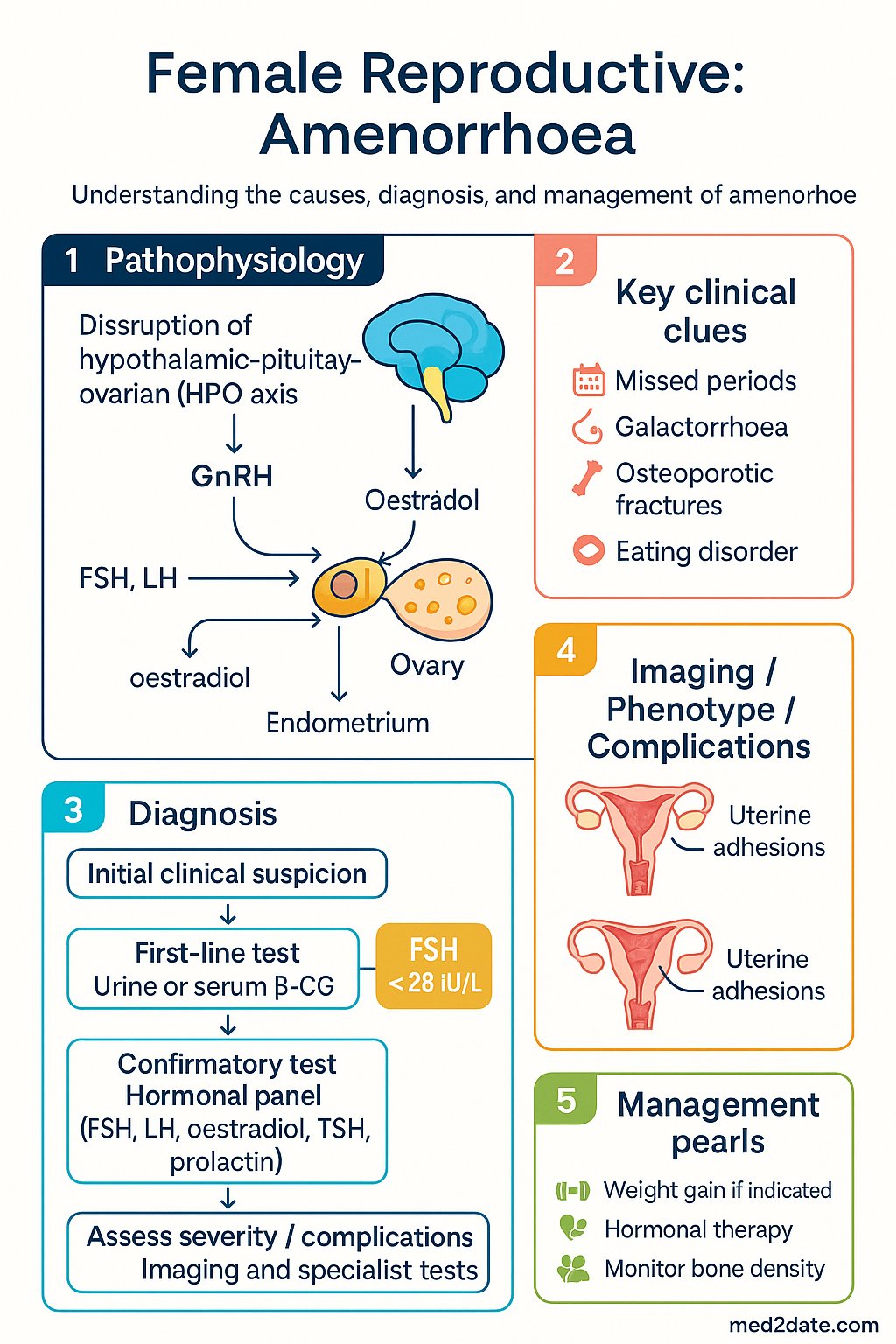 Female Reproductive: Amenorrhoea clinical infographic — pathophysiology, clinical clues, diagnosis, imaging, and management
