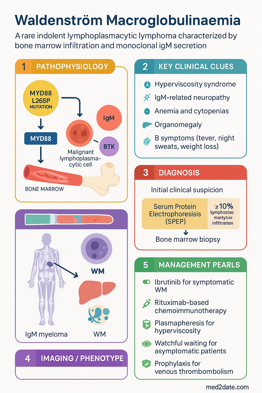 Waldenström Macroglobulinaemia clinical infographic — pathophysiology, clinical clues, diagnosis, imaging, and management
